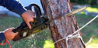 Best Tree Health Inspection  in Lake Murray Of Richland, SC