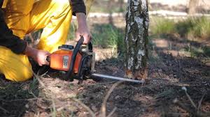 Professional Tree Services in Lake Murray Of Richland, SC