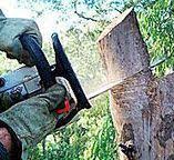 How Our Tree Care Process Works  in  Lake Murray Of Richland, SC