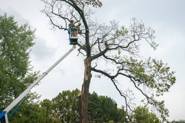 Best Hazardous Tree Removal  in Lake Murray Of Richland, SC