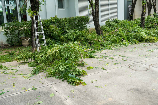 Best Tree Preservation Services  in Lake Murray Of Richland, SC
