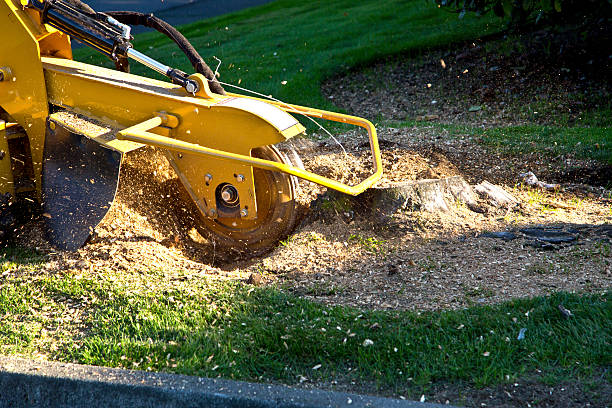 Best Fruit Tree Pruning  in Lake Murray Of Richland, SC