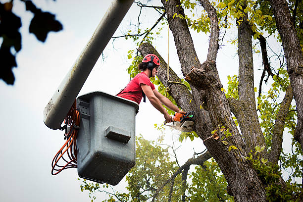 Best Tree Mulching  in Lake Murray Of Richland, SC