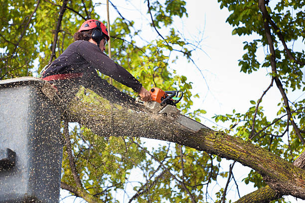 Best Root Management and Removal  in Lake Murray Of Richland, SC